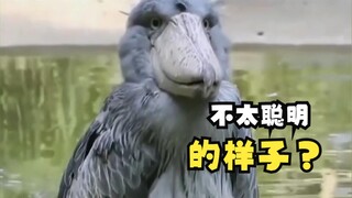 鲸头鹳的另一面！
