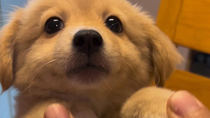 Xiu Gou is just too cute—I can’t get enough of petting him every single day!