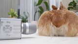 Dog Owner Has No Limits: Record Dog Farting With Microphone