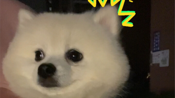Mulai sekarang aku tidak akan lagi berlari sambil memeluk anjing…
