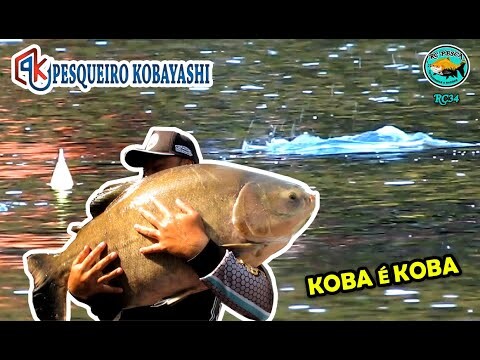 ANTENINHA E RAÇÃO  INFALÍVEL -  PESQUEIRO KOBAYASHI