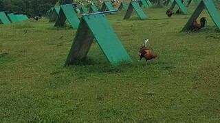 Buying Dink Goldenboy from KOJA Gamefarm
