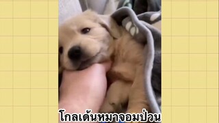 เพื่อนตัวน้อย สัตว์เลี้ยงแสนซน : โกลเด้นหมาจอมป่วน