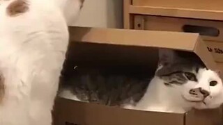 喵：麻烦把我的腮帮子塞进来，谢谢！