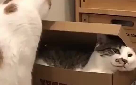 เหมียว: รบกวนยัดแก้มของฉันเข้าไปหน่อย ขอบคุณค่ะ!