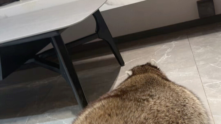 ما هذا النوع؟