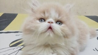 kucing lucu..