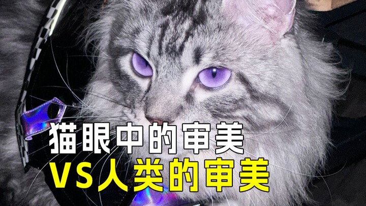 Cat Aesthetics Unveiled: What They Find Beautiful Is Not the Same as Us⁉️