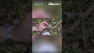 Ano kaya ang nangyari sa sawa na ‘to?!  #shorts | Born to be Wild