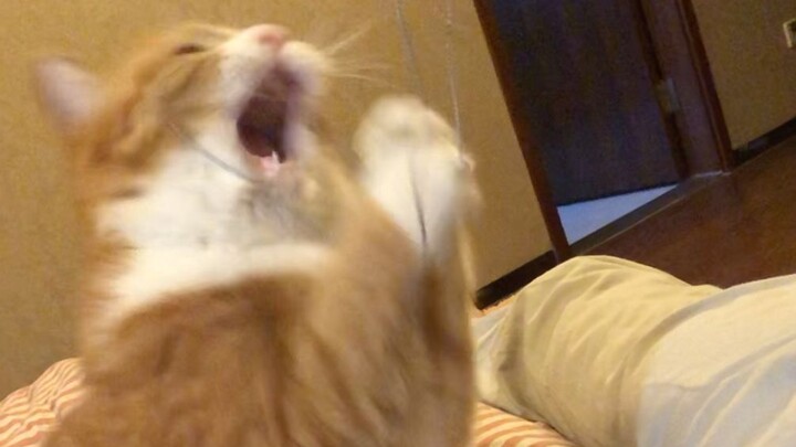 Papi Jiang's Xiao Mi & Da Mi: Online Cat-Teasing — This iron chain is damn sweet!