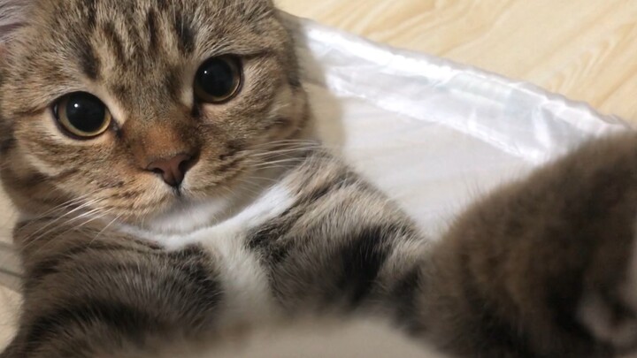 [Cat] My Cat Can't Be That Cute, Right?