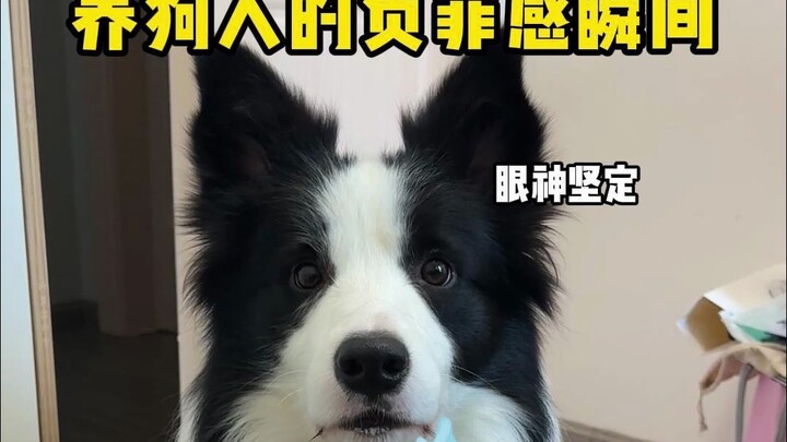 Dog owners' guilt hits instantly | Come on, look into my little eyes—there's no way you can eat this