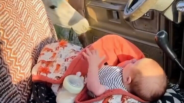 Pemilik peternakan bawa bayi ke ladang untuk berbagi kegembiraan—tak disangka, para kuda berebutan m