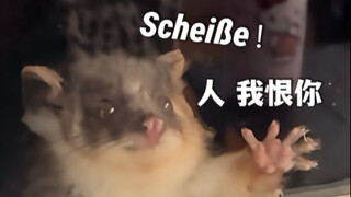 只 要 是 德 语 就 画 风 突 变