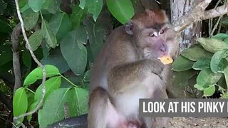 Greedy Macaque Monkey. He won't share his biscuit!