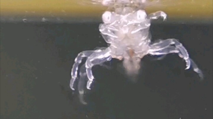 Kuda hidup telah tiba, plus bayi kepiting yang menggemaskan