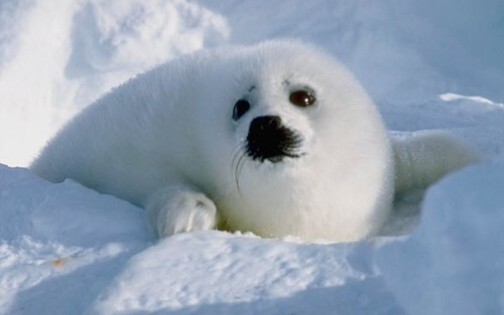 [Animal] Cute Little Seals
