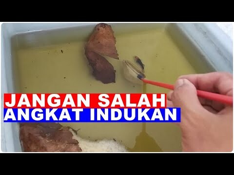 Cara Angkat Induk Cupang Betina Setelah Bertelur