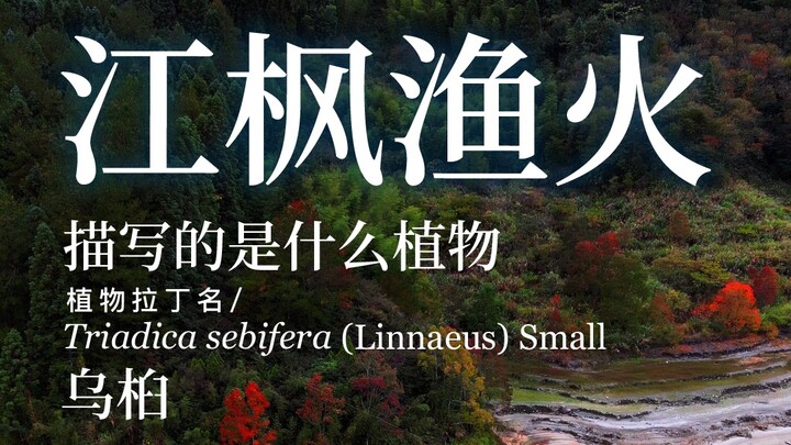 The “maple” in “Jiangfeng yuhuo dui chou mian”