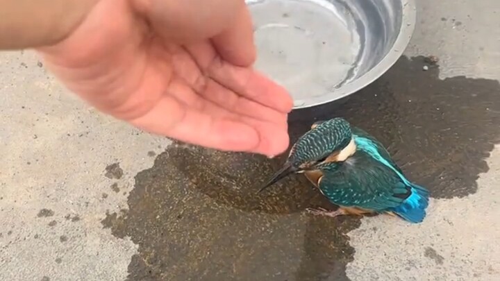 Một đời của tay săn ảnh chim
