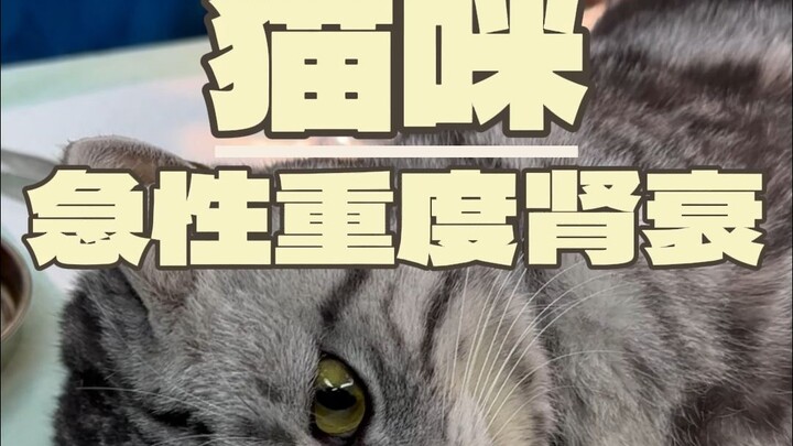 When was the closest your cat came to death?