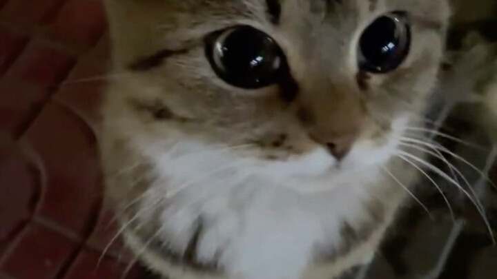 Kitty: Hey, good evening!