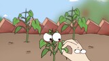 Don't worry if cucumbers grow small, just pinch them off and they will grow better.