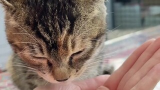 في الأسبوع الماضي، وجدت قطة صغيرة ذات شخصية رائعة للغاية