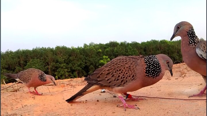 ต่อนกเขาใหญ่ดุๆ【เจ้าคำผานEp13】#Bẩy Chim Cu Gáy#terkukur#big dove fighter