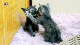 45 days kittens to be very playful without tired