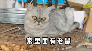会帮忙做家务的小猫咪必须好好奖励