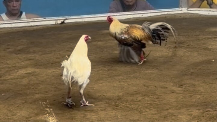 Galing ng White Kelso biboy lines Thessalonica Farm sinaglit lang