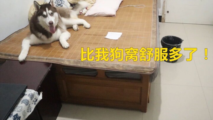 What will a Husky do if left alone in its owner’s room?