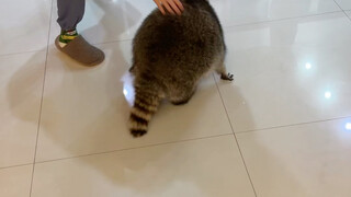 The raccoon's legs are too short.