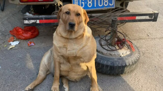 "Anjing: Tidak ada sebutir makanan pun yang dimakan dengan sia-sia"