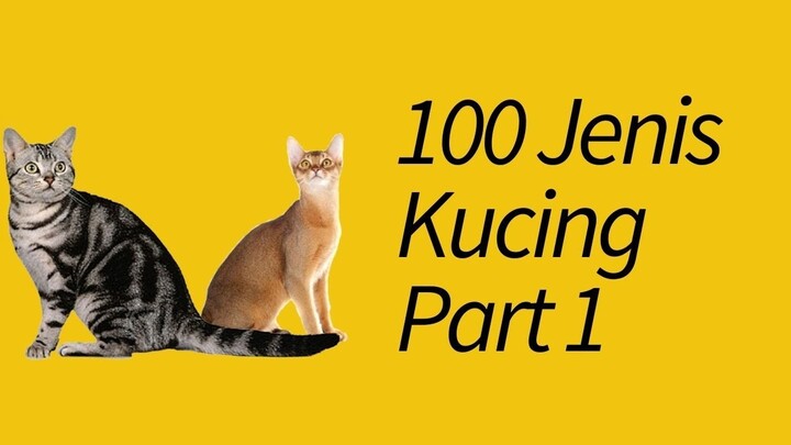 100 Jenis Kucing di Seluruh Dunia! Part 1