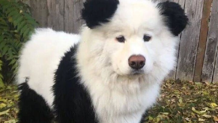 This TM is also called a "panda bear"!?