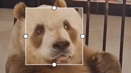 An 800-clever panda—turns out you really shouldn’t mess with anyone who’s blonde!