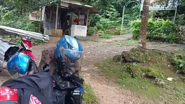 Dito kolAng pala kayo matatag po an wild monkey