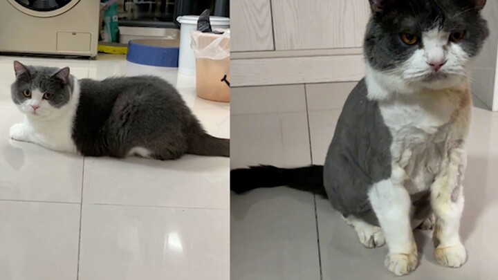 Woman returns home after a month and finds her cat has changed so much she doesn’t recognize it; net