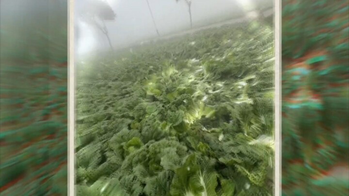 দভপ ্যধধ