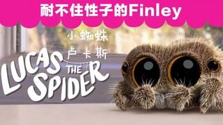 小蜘蛛卢卡斯：抵挡不住美食诱惑的小伙伴Finley