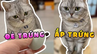 Sẽ ra sao nếu Hoàng Thượng đẻ TRỨNG ??? 🤣 | Yêu Lu