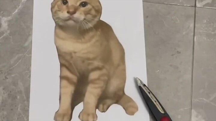 In ra một con mèo, xem phản ứng của con mèo nhà tôi, cuối cùng thì cảnh tượng thật thê thảm.