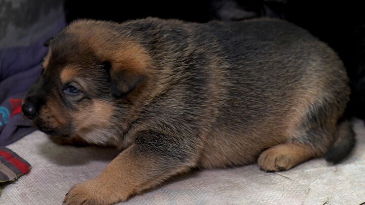 Hua Nong Brothers: Visiting a bro’s place to order a puppy, grab some honey, dig up some bamboo shoo