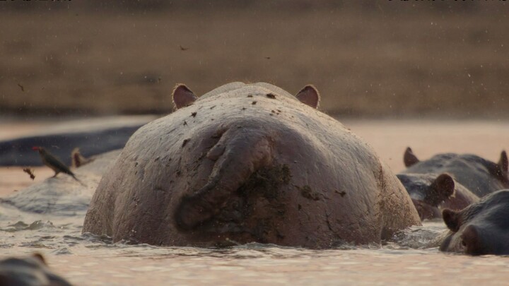 【Trailer | Phụ đề tiếng Trung】Kẻ Thất Bại: Underdogs