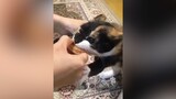 [Binatang]Momen lucu dari kucing-kucing