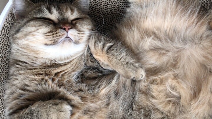 Jangan sekali-kali mengelus perut kucing saat ia sedang tidur, kalau tidak…… bisa ketagihan!