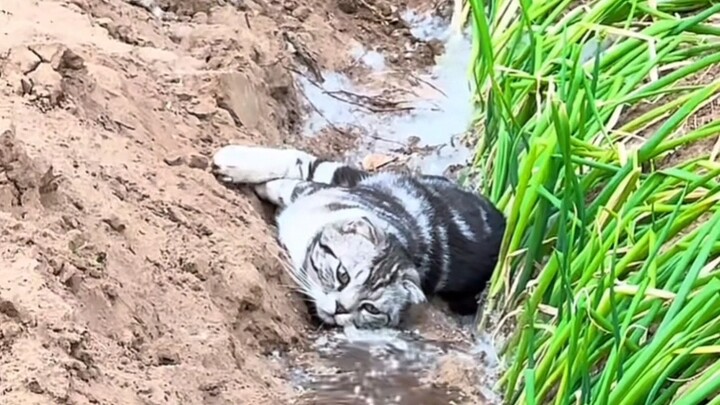 Cat: What’s going on? No one said it was going to rain.