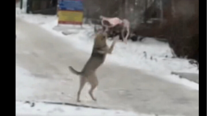 A Happy Doggy with Their Favorite Toy